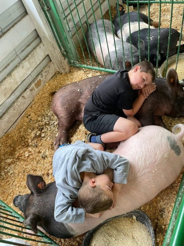 Kids relaxing with pigs in the show barn